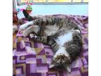 Adopt Tinkerbell a Brown Tabby Domestic Shorthair cat in Elizabeth