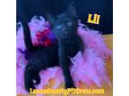 Adopt Lil a All Black American Shorthair (short coat) cat in Toledo