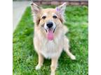 Adopt Reba a Tan/Yellow/Fawn - with White Australian Shepherd / Mixed dog in