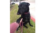 Adopt Luna a Black Belgian Malinois / Mixed dog in The Woodlands, TX (41209448)