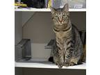Adopt Pepper a Brown Tabby Domestic Shorthair / Mixed (short coat) cat in
