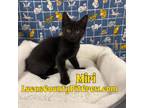Adopt Miri a All Black American Shorthair (short coat) cat in Toledo