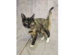 Adopt Shelby a Tortoiseshell American Shorthair (short coat) cat in Bethel