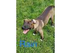 Adopt Rain a Brown/Chocolate - with Tan Labrador Retriever / Mixed dog in