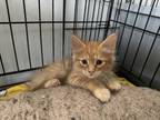 Adopt Garfield (174) a Orange or Red Tabby Domestic Mediumhair (medium coat) cat