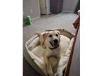 Adopt Melly a Tan/Yellow/Fawn Labrador Retriever / Anatolian Shepherd / Mixed