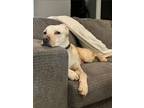 Adopt Waffles a Tan/Yellow/Fawn Labrador Retriever / Whippet / Mixed dog in Fort