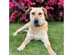 Adopt Birdie a Tan/Yellow/Fawn - with White Labrador Retriever / Mixed dog in