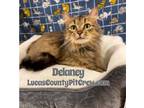 Adopt Delaney a Brown Tabby Domestic Longhair (long coat) cat in Toledo