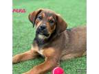 Adopt Serena a Brown/Chocolate - with Black Lakeland Terrier / Mixed dog in