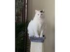 Adopt Lucy a Black & White or Tuxedo Domestic Shorthair / Mixed (medium coat)