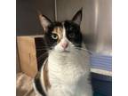 Adopt Moxie a Domestic Short Hair
