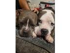 Adopt Mercy & Hope a Gray/Blue/Silver/Salt & Pepper American Pit Bull Terrier /