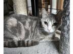 Adopt KitKat (24-359) a Domestic Shorthair / Mixed (short coat) cat in York