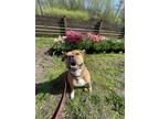 Adopt Thumbelina a Staffordshire Bull Terrier / Mixed dog in Maple Ridge