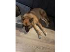Adopt Mako a Tan/Yellow/Fawn - with Black German Shepherd Dog / Golden Retriever