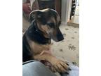 Adopt Sadie a Black - with Tan, Yellow or Fawn German Shepherd Dog / Hound