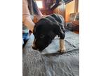 Adopt Blackberry Henson BIR a Black - with White Golden Retriever / Labrador