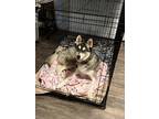 Adopt Atlas a Black - with Tan, Yellow or Fawn Husky / American Eskimo Dog /