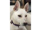 Adopt Carolina a White German Shepherd Dog / Mixed dog in Hoffman Estates
