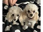 Adopt Romeo and Julietta a White Tea Cup Poodle / Mixed dog in Walnut Creek