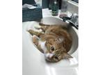 Adopt Autumn a Orange or Red (Mostly) American Shorthair / Mixed (short coat)