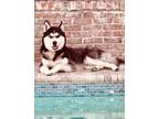 Adopt Nanook a Black - with White Husky / Mixed dog in Daphne, AL (41497423)