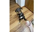 Adopt Theodore a Brown/Chocolate - with White German Shorthaired Pointer / Mixed