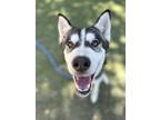 Adopt Bella a Siberian Husky / Mixed dog in Monterey, CA (41497388)