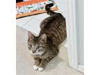 Adopt LILY - Young and Available! a Gray, Blue or Silver Tabby Domestic