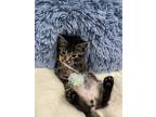 Adopt Kruz a Brown Tabby Domestic Shorthair / Mixed (short coat) cat in Vallejo