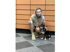 Adopt S'mores a Tricolor (Tan/Brown & Black & White) Dachshund / Mixed dog in