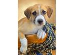 Adopt Rufus a Mountain Cur / Australian Cattle Dog / Mixed dog in El Dorado