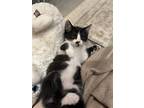 Adopt Buddy a Black & White or Tuxedo Domestic Mediumhair / Mixed (medium coat)