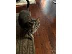 Adopt Tiger a Gray or Blue Tabby / Mixed (medium coat) cat in Rancho Cucamonga