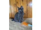Adopt Sasha - KS a Gray or Blue Domestic Shorthair / Mixed (short coat) cat in