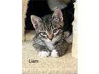 Adopt Liam - LE/LJ a Brown Tabby Domestic Shorthair / Mixed (short coat) cat in