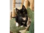 Adopt Murphy - LE/LJ a Black (Mostly) Domestic Shorthair / Mixed (short coat)