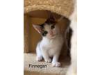 Adopt Finnegan - LE/LJ a White (Mostly) Domestic Shorthair / Mixed (short coat)
