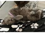 Adopt Elle a Gray or Blue Russian Blue / Mixed (short coat) cat in Knoxville