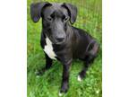 Adopt Sammi a Black - with White Labrador Retriever / Mixed dog in Hammonton