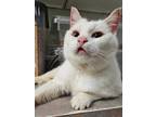 Adopt Prada a White Domestic Shorthair / Mixed cat in Front Royal, VA (41497571)