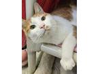 Adopt Tink a White Domestic Shorthair / Mixed cat in Front Royal, VA (41497569)