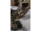 Adopt Chevy a Gray, Blue or Silver Tabby Domestic Shorthair / Mixed (short coat)