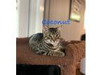 Adopt Coconut, Willow Grove Area (FCID# 03/27/2024-132) a Brown Tabby Domestic