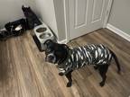 Adopt Nuggy a Black - with White American Pit Bull Terrier / Mixed dog in Spring