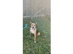 Adopt Luna a Tan/Yellow/Fawn - with Black Beagle / Hound (Unknown Type) / Mixed