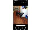 Adopt Milo a Black - with White Great Pyrenees / American Pit Bull Terrier /