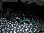 Adopt Duke Silver a Black - with White Labrador Retriever / Mixed dog in
