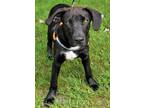 Adopt Sirius a Black - with White Labrador Retriever / Mixed dog in Hammonton
